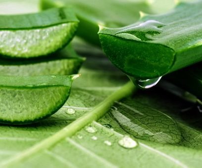 Aloe vera