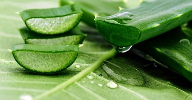 Aloe vera