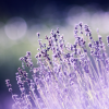 Visitar los campos de lavanda en Brihuega: El plan que no puedes perderte este verano