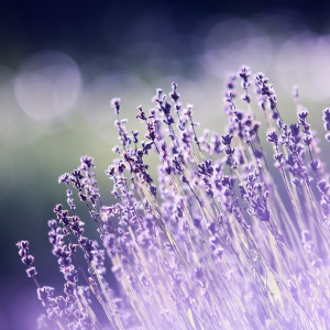 Visitar los campos de lavanda en Brihuega: El plan que no puedes perderte este verano