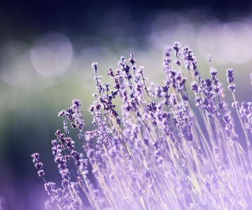 Visitar los campos de lavanda en Brihuega: El plan que no puedes perderte este verano